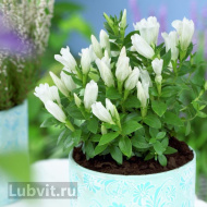 Горечавка Вайт Мэджик (White Magic) Горечавка Вайт Мэджик (White Magic)