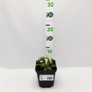 Горечавка Вайт Мэджик (White Magic)