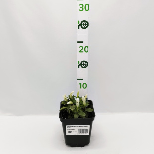 Горечавка Вайт Мэджик (White Magic)