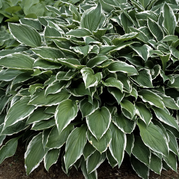 Хоста Альбомаргината (Undulata Albomarginata) [M] с доставкой