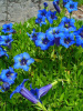 Горечавка динарская (Gentiana dinarica)