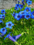 Горечавка динарская (Gentiana dinarica) купить с доставкой
