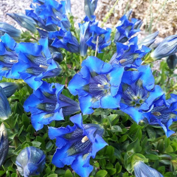 Горечавка динарская (Gentiana dinarica) купить с доставкой