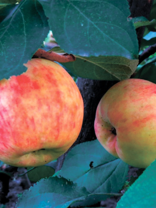 Яблоня Боровинка