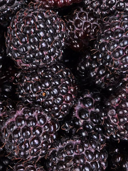 Малина Черноплодная Блэк Джевел купить с доставкой