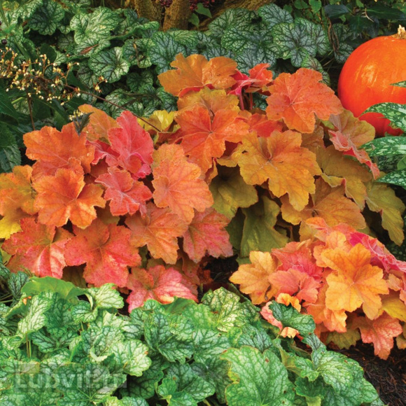 Гейхера Саузен Комфорт (Southern Comfort) купить с доставкой Гейхера Саузен Комфорт (Southern Comfort) купить с доставкой