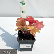 Гейхера Саузен Комфорт (Southern Comfort)