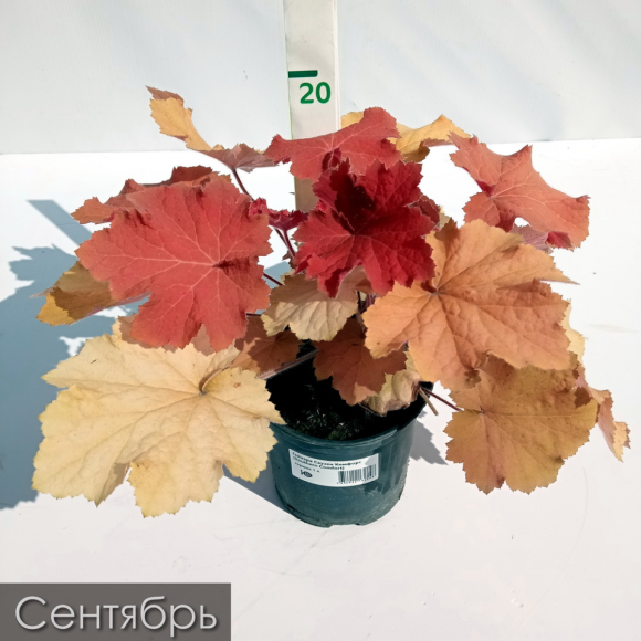 Гейхера Саузен Комфорт (Southern Comfort) купить с доставкой Гейхера Саузен Комфорт (Southern Comfort) купить с доставкой