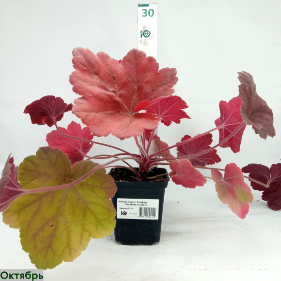 Гейхера Саузен Комфорт (Southern Comfort) купить с доставкой Гейхера Саузен Комфорт (Southern Comfort) купить с доставкой