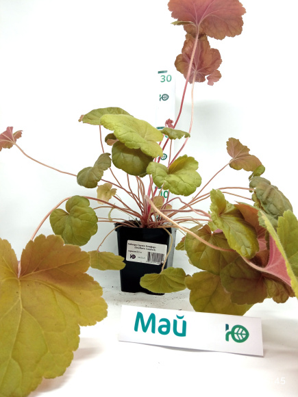 Гейхера Саузен Комфорт (Southern Comfort) купить с доставкой Гейхера Саузен Комфорт (Southern Comfort) купить с доставкой