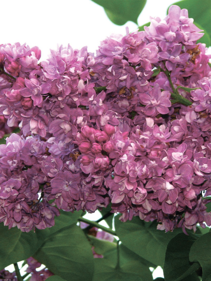 Сирень Огни Донбасса купить с доставкой