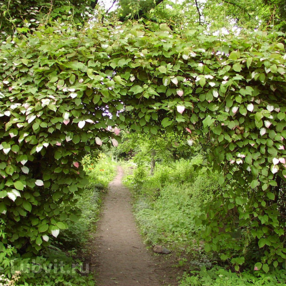 Актинидия Земляничная купить с доставкой