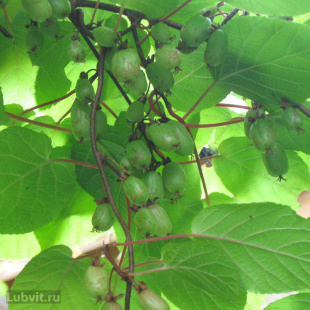 Актинидия Земляничная