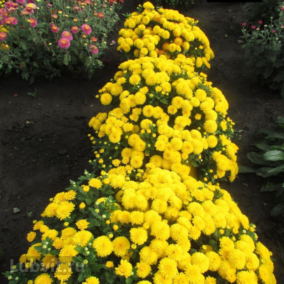 Хризантема Мишаль купить с доставкой Хризантема Мишаль купить с доставкой