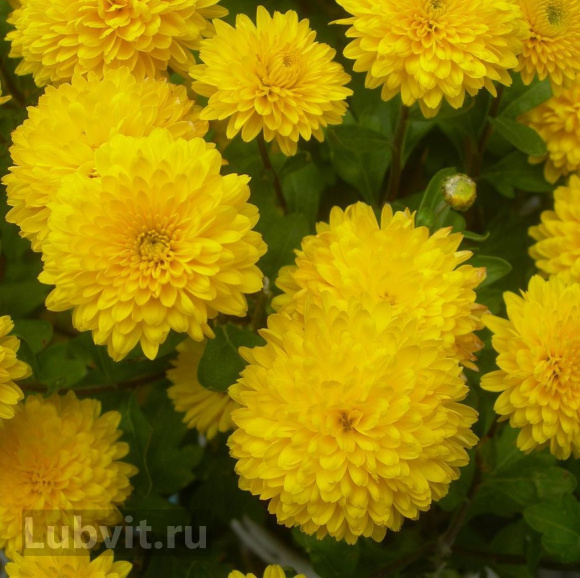 Хризантема Мишаль купить с доставкой Хризантема Мишаль купить с доставкой