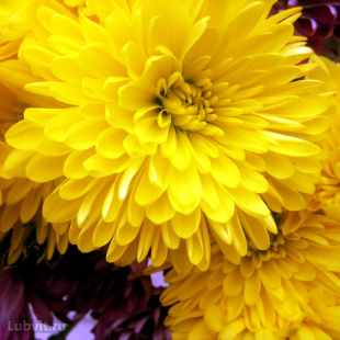 Хризантема Мишаль