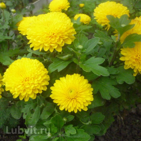 Хризантема Мишаль купить с доставкой Хризантема Мишаль купить с доставкой