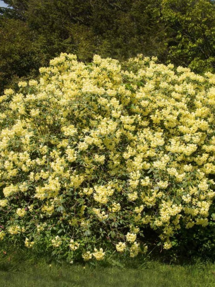 Рододендрон Японский Желтый купить с доставкой
