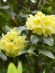 Рододендрон Японский Желтый купить с доставкой