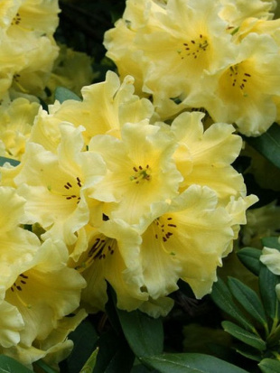 Рододендрон Японский Желтый