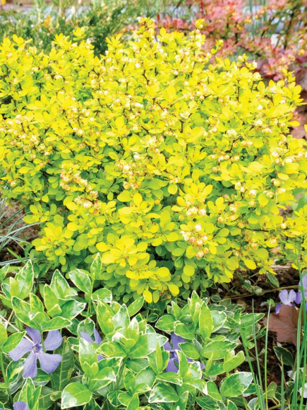 Барбарис Ауреа (Aurea) купить с доставкой