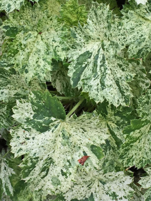 Гейхера Сноу Энджел (Snow Angel)