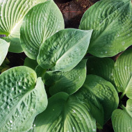 Хоста Элеганс (Elegans) [L]