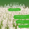 Лаванда Снежный колос английская [Семена алтая]