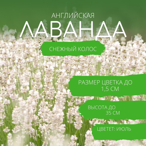 Лаванда Снежный колос английская [Семена алтая] купить с доставкой