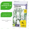 Лаванда Снежный колос английская [Семена алтая]