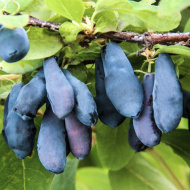 Жимолость Нимфа Жимолость Нимфа