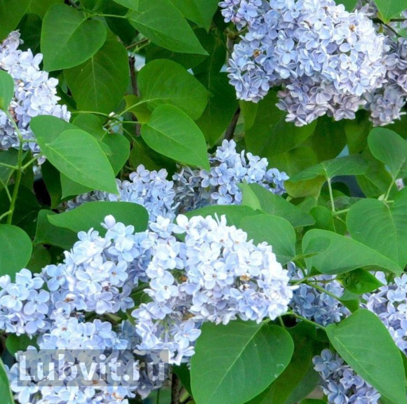 Сирень Дрезден Чайна (Dresden China) купить с доставкой Сирень Дрезден Чайна (Dresden China) купить с доставкой