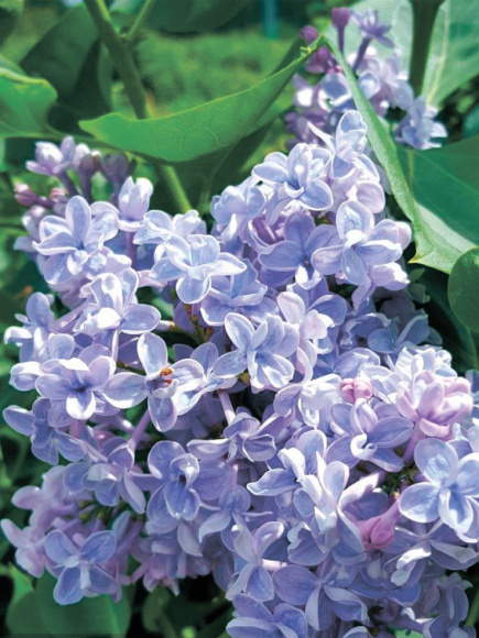 Сирень Дрезден Чайна (Dresden China) купить с доставкой