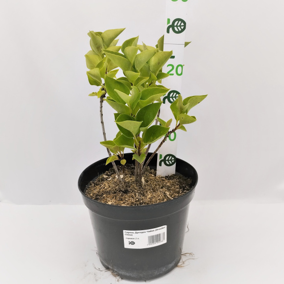 Сирень Дрезден Чайна (Dresden China) купить с доставкой Сирень Дрезден Чайна (Dresden China) купить с доставкой