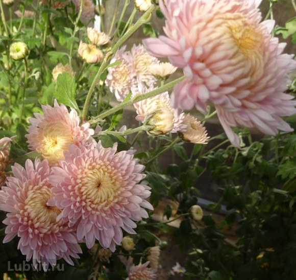 Хризантема корейская Розовый Фламинго купить с доставкой