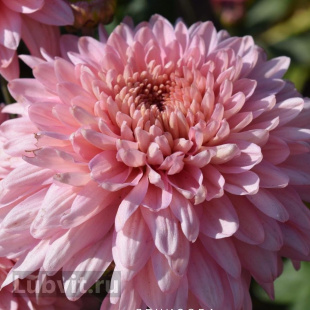 Хризантема корейская Розовый Фламинго