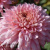 Хризантема корейская Розовый Фламинго купить с доставкой