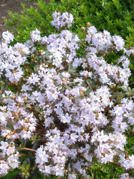 Рододендрон Канадский белый (f. Album) купить с доставкой