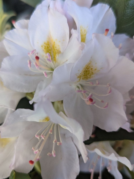 Рододендрон Канадский белый (f. Album) купить с доставкой