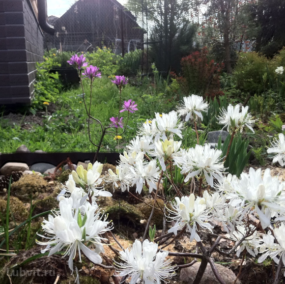 Рододендрон Канадский белый (f. Album) купить с доставкой Рододендрон Канадский белый (f. Album) купить с доставкой