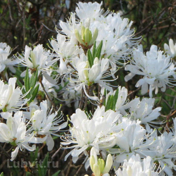 Рододендрон Канадский белый (f. Album) купить с доставкой Рододендрон Канадский белый (f. Album) купить с доставкой