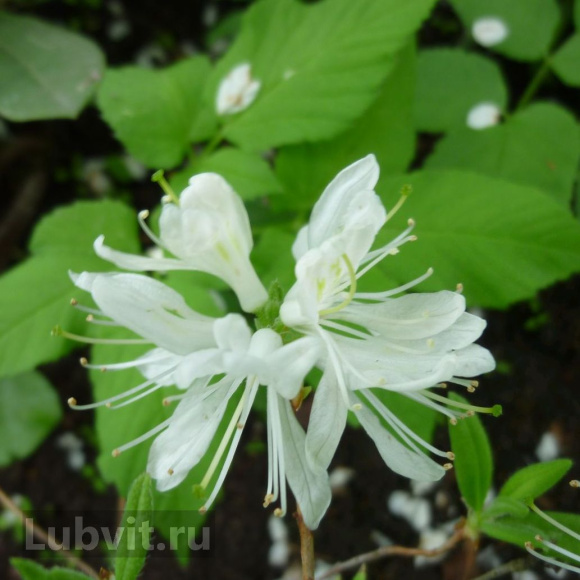 Рододендрон Канадский белый (f. Album) с доставкой