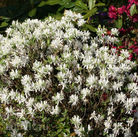 Рододендрон Канадский белый (f. Album) купить с доставкой Рододендрон Канадский белый (f. Album) купить с доставкой