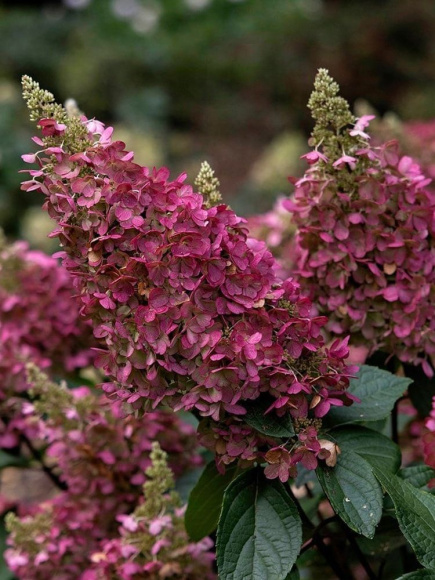 Гортензия Пинки Винки (Pinky Winky) метельчатая купить с доставкой