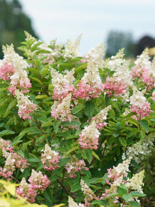 Гортензия Пинки Винки (Pinky Winky) метельчатая