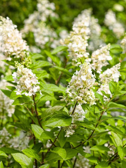 Гортензия Пинки Винки (Pinky Winky) метельчатая купить с доставкой