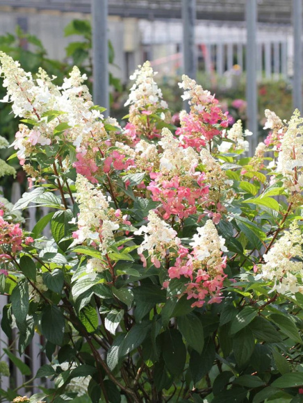 Гортензия Пинки Винки (Pinky Winky) метельчатая купить с доставкой