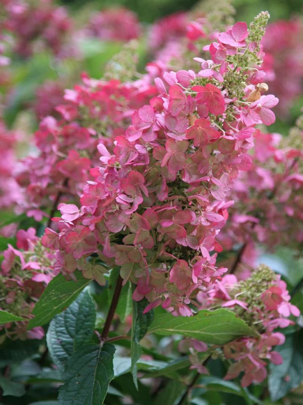 Гортензия Пинки Винки (Pinky Winky) метельчатая купить с доставкой