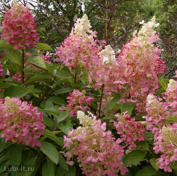 Гортензия Пинки Винки (Pinky Winky) метельчатая купить с доставкой Гортензия Пинки Винки (Pinky Winky) метельчатая купить с доставкой