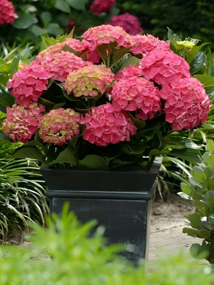 Гортензия Форевер энд Эвер Ред (Forever and Ever Red) крупнолистная купить с доставкой